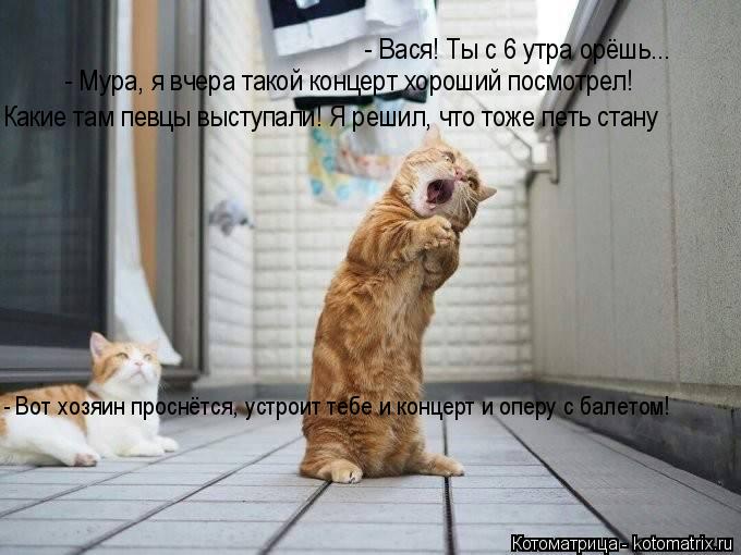Котоматрица: - Вася! Ты с 6 утра орёшь... - Мура, я вчера такой концерт хороший посмотрел! Какие там певцы выступали! Я решил, что тоже петь стану - Вот хозяин 