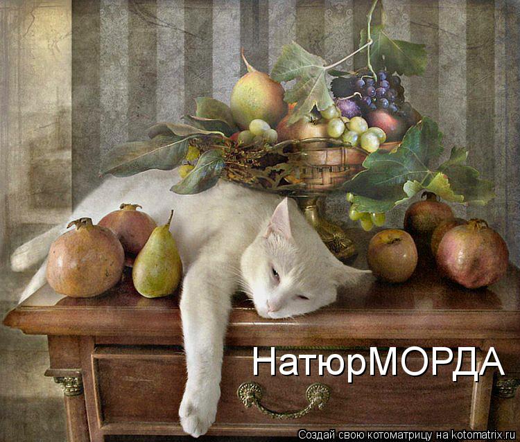 НатюрМОРДА... Котоматрица: НатюрМОРДА