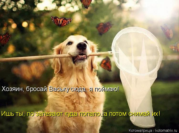 Котоматрица: Хозяин, бросай Ваську сюда, я поймаю! Ишь ты, по залезают куда попало, а потом снимай их!