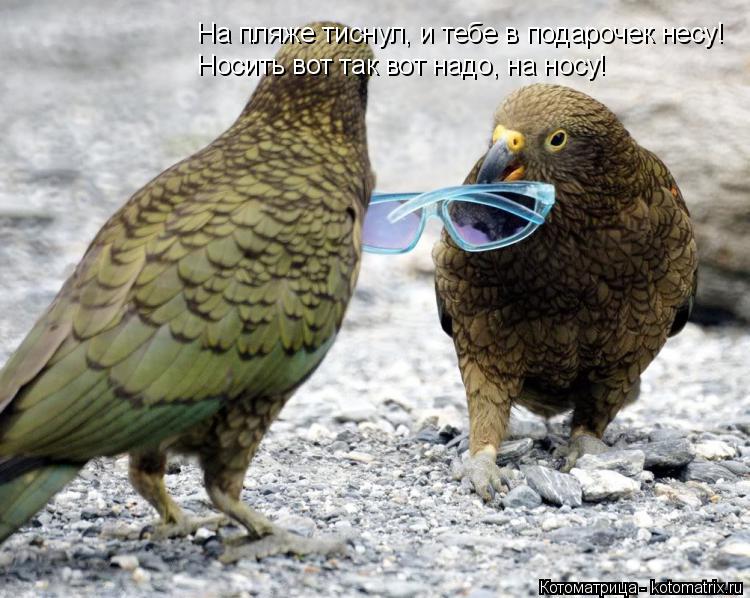 Котоматрица: На пляже тиснул, и тебе в подарочек несу! Носить вот так вот надо, на носу!