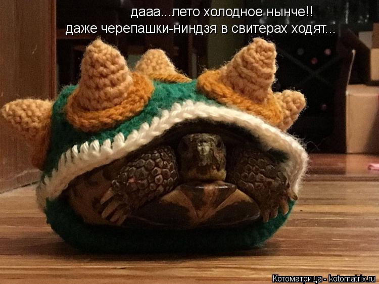 дааа...лето холодное нынче!! даже черепашки-ниндзя в свитерах ходят...... Котоматрица: дааа...лето холодное нынче!! даже черепашки-ниндзя в свитерах ходят...