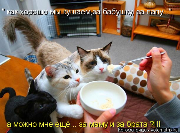 " как хорошо мы кушаем,за бабушку, за папу..." а можно мне ещё... за маму и за брата ?!!!... Котоматрица: " как хорошо мы кушаем,за бабушку, за папу..." а можно мне ещё... за маму и за брата ?!!!