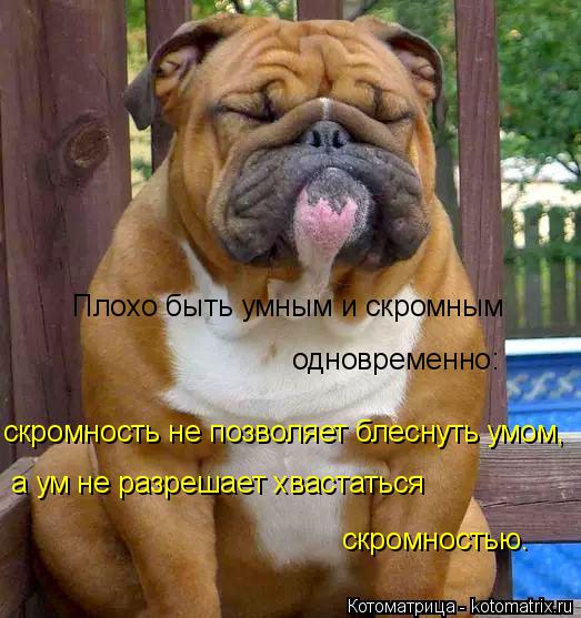 Плохо быть умным и скромным одновременно: скромность не позволяет блеснуть умом, а ум не разрешает хв... Котоматрица: Плохо быть умным и скромным одновременно: скромность не позволяет блеснуть умом, а ум не разрешает хвастаться скромностью.