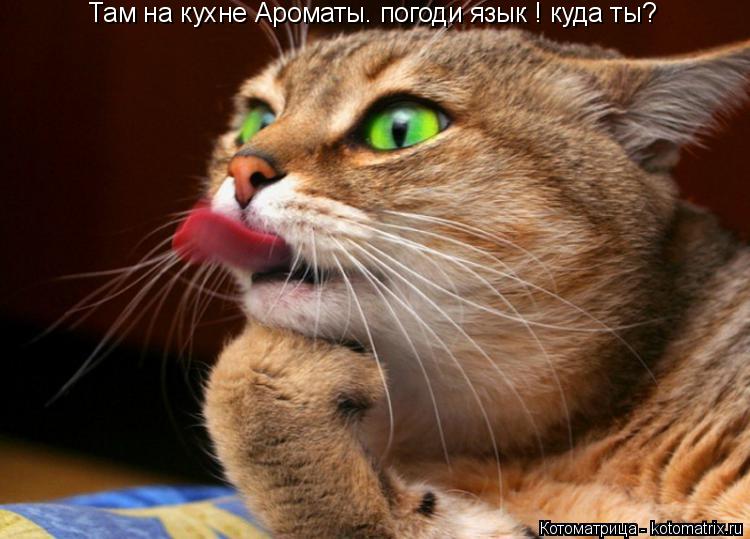 Котоматрица: Там на кухне Ароматы. погоди язык ! куда ты?