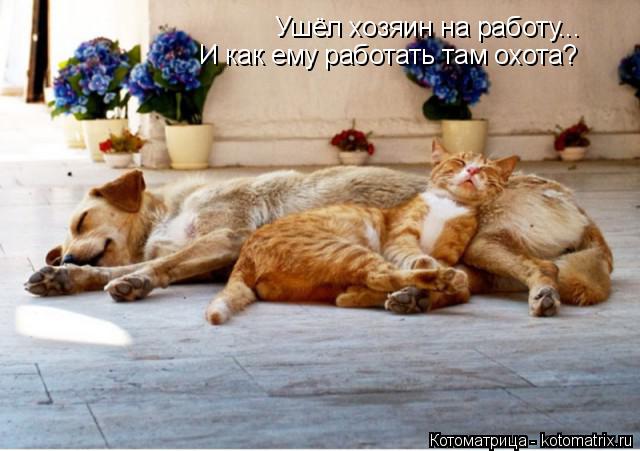 Ушёл хозяин на работу... И как ему работать там охота?... Котоматрица: Ушёл хозяин на работу... И как ему работать там охота?