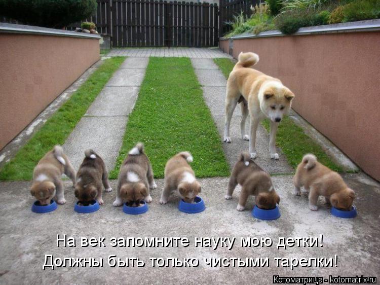 Должны быть только чистыми тарелки! На век запомните науку мою детки!... Котоматрица: Должны быть только чистыми тарелки! На век запомните науку мою детки!