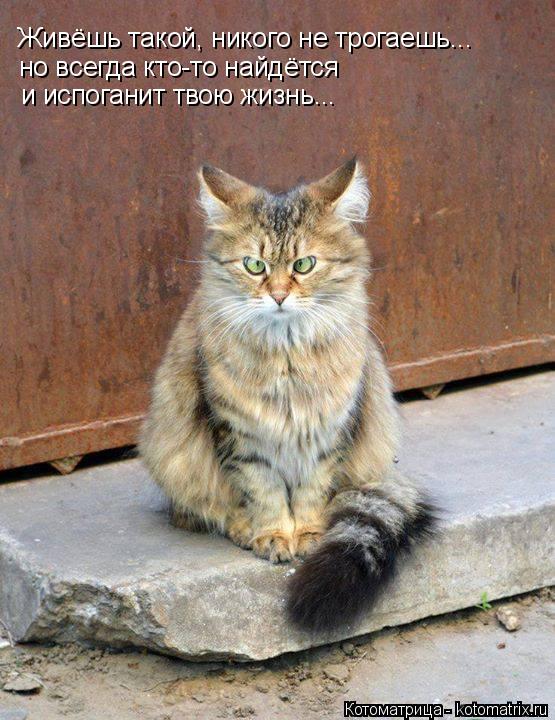 Живёшь такой, никого не трогаешь... но всегда кто-то найдётся и испоганит твою жизнь...... Котоматрица: Живёшь такой, никого не трогаешь... но всегда кто-то найдётся и испоганит твою жизнь...