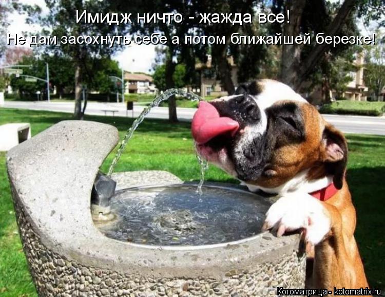 Имидж ничто - жажда все! Не дам засохнуть себе а потом ближайшей березке!... Котоматрица: Имидж ничто - жажда все! Не дам засохнуть себе а потом ближайшей березке!