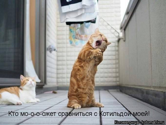 Котоматрица: Кто мо-о-о-ожет сравниться с Котильдой моей!