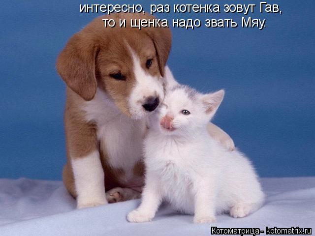 интересно, раз котенка зовут Гав, то и щенка надо звать Мяу.... Котоматрица: интересно, раз котенка зовут Гав, то и щенка надо звать Мяу.