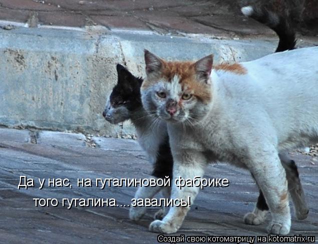 Котоматрица: Да у нас, на гуталиновой фабрике того гуталина....завались!