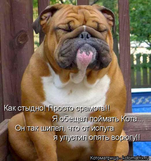 Котоматрица: Как стыдно! Просто срамота!! Я обещал поймать Кота... Он так шипел, что от испуга я упустил опять ворюгу!!