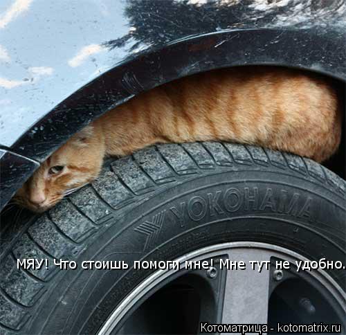 Котоматрица: МЯУ! Что стоишь помоги мне! Мне тут не удобно.