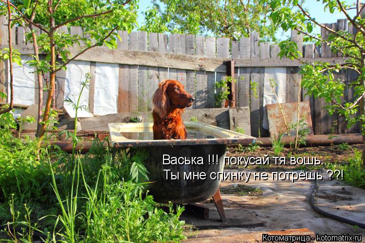 Васька !!! покусай тя вошь... Ты мне спинку не потрёшь ??!... Котоматрица: Васька !!! покусай тя вошь... Ты мне спинку не потрёшь ??!