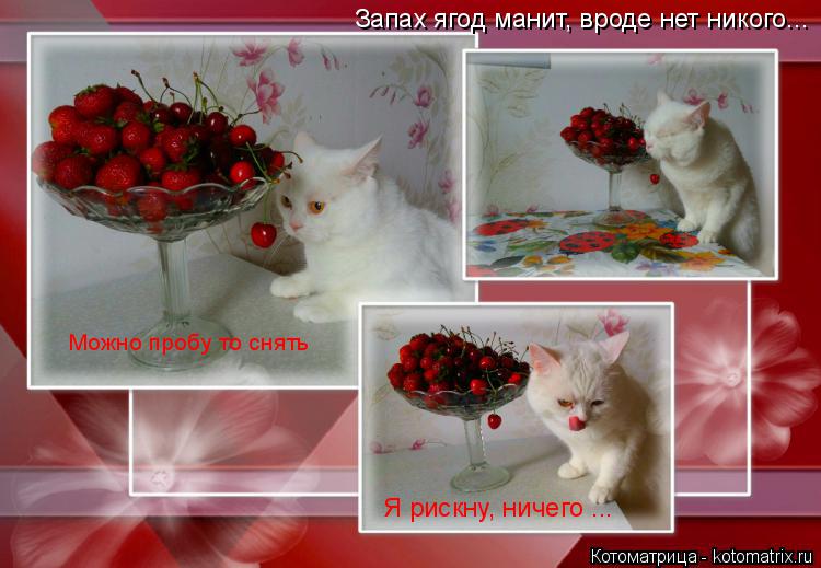 Котоматрица: Запах ягод манит, вроде нет никого...Можно пробу то снять, я рискну, ничего ! Запах ягод манит, вроде нет никого... Запах ягод манит, вроде нет н