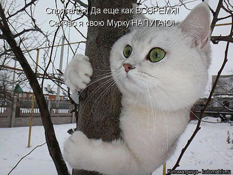 Спрятался! Да еще как ВОВРЕМЯ! Сейчас я свою Мурку НАПУГАЮ!... Котоматрица: Спрятался! Да еще как ВОВРЕМЯ! Сейчас я свою Мурку НАПУГАЮ!