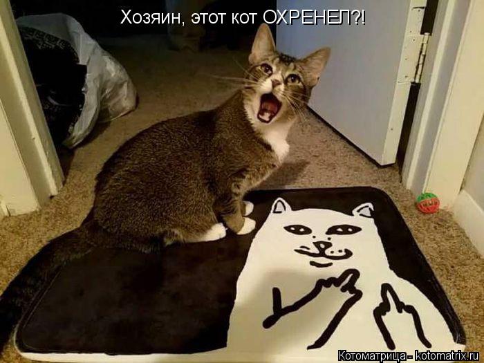 Хозяин, этот кот ОХРЕНЕЛ?!... Котоматрица: Хозяин, этот кот ОХРЕНЕЛ?!