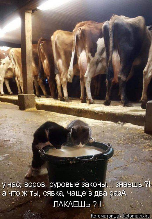 Котоматрица: у нас, воров, суровые законы... знаешь ?! а что ж ты, сявка, чаще в два разА ЛАКАЕШЬ ?!!