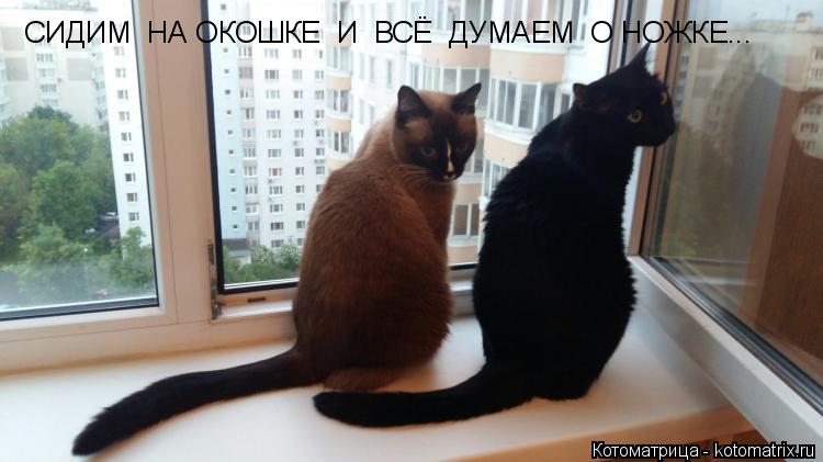 Котоматрица: СИДИМ  НА ОКОШКЕ  И  ВСЁ  ДУМАЕМ  О НОЖКЕ...