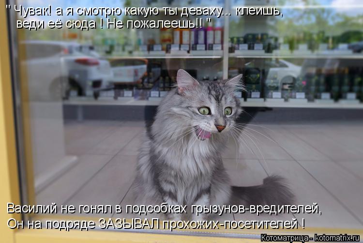 Котоматрица: " Чувак! а я смотрю какую ты деваху... клеишь, веди её сюда ! Не пожалеешь!! " Василий не гонял в подсобках грызунов-вредителей, Он на подряде ЗАЗ