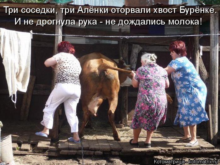И не дрогнула рука - не дождались молока! Три соседки, три Алёнки оторвали хвост Бурёнке.... Котоматрица: И не дрогнула рука - не дождались молока! Три соседки, три Алёнки оторвали хвост Бурёнке.