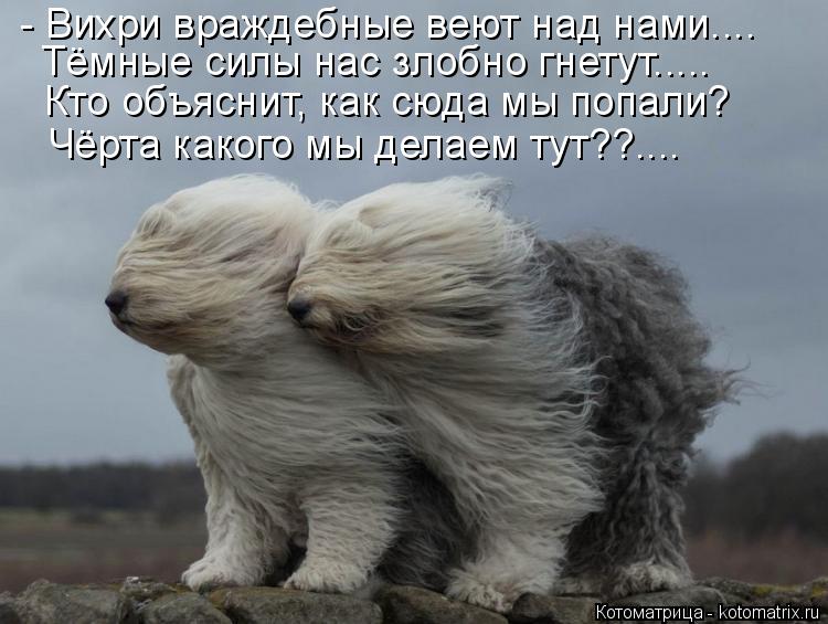 - Вихри враждебные веют над нами.... Тёмные силы нас злобно гнетут..... Кто объяснит, как сюда мы поп... Котоматрица: - Вихри враждебные веют над нами.... Тёмные силы нас злобно гнетут..... Кто объяснит, как сюда мы попали? Чёрта какого мы делаем тут??....