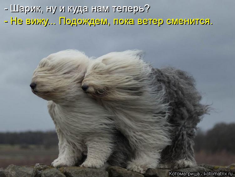 - Шарик, ну и куда нам теперь? - Не вижу... Подождем, пока ветер сменится.... Котоматрица: - Шарик, ну и куда нам теперь? - Не вижу... Подождем, пока ветер сменится.