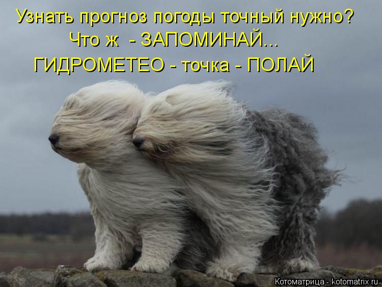 Котоматрица: ГИДРОМЕТЕО - точка - ПОЛАЙ Узнать прогноз погоды точный нужно?  Что ж  - ЗАПОМИНАЙ...