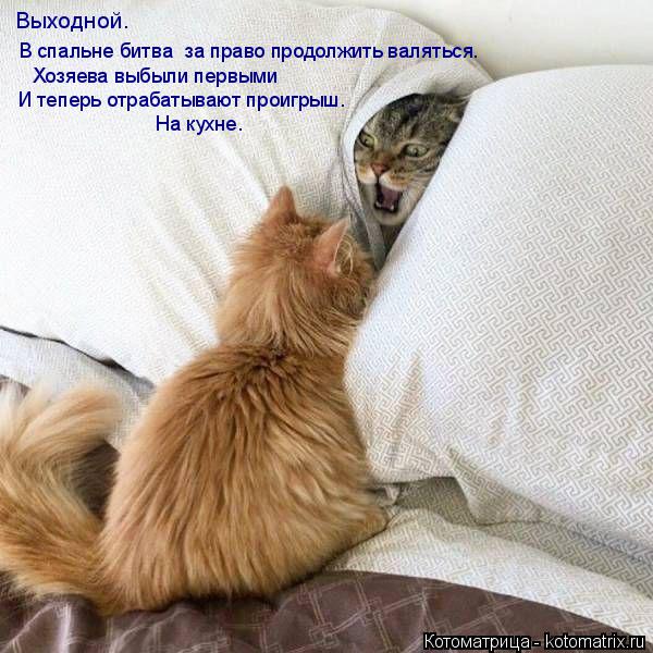 Котоматрица: Выходной.  В спальне битва  за право продолжить валяться. Хозяева выбыли первыми  И теперь отрабатывают проигрыш. На кухне.