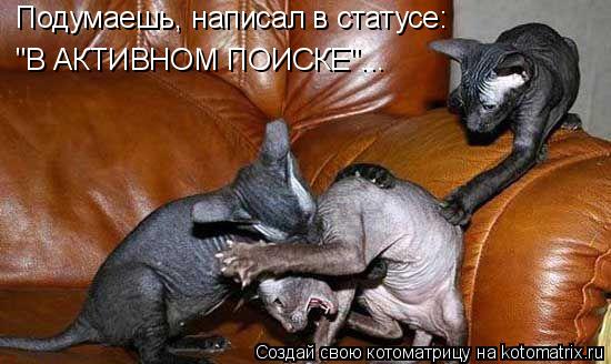 Котоматрица: Подумаешь, написал в статусе: "В АКТИВНОМ ПОИСКЕ"...