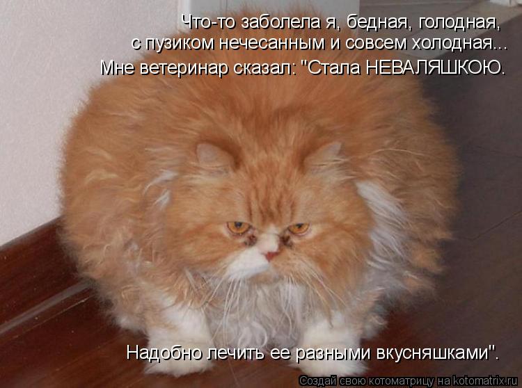 Котоматрица: Что-то заболела я, бедная, голодная,  с пузиком нечесанным и совсем холодная... Мне ветеринар сказал: "Стала НЕВАЛЯШКОЮ. Надобно лечить ее раз