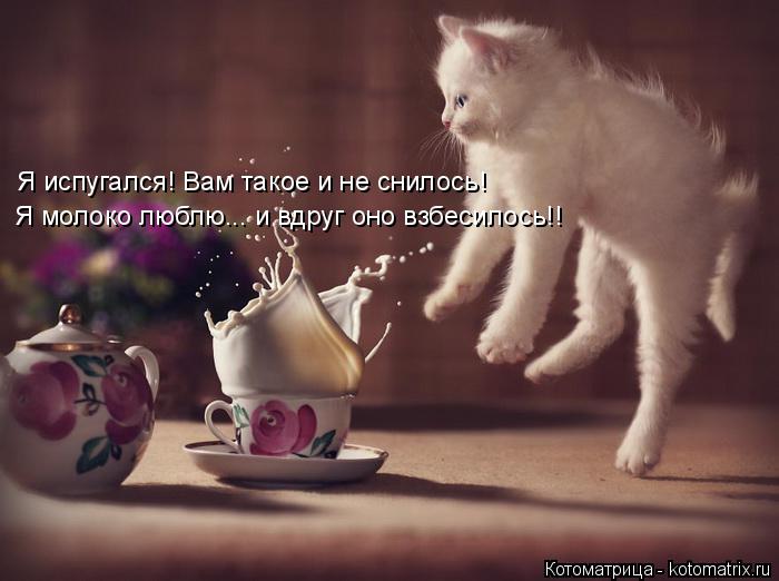 Я испугался! Вам такое и не снилось! Я молоко люблю... и вдруг оно взбесилось!!... Котоматрица: Я испугался! Вам такое и не снилось! Я молоко люблю... и вдруг оно взбесилось!!