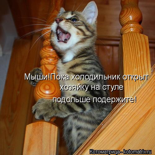 Мыши!Пока холодильник открыт хозяйку на стуле подольше подержите!... Котоматрица: Мыши!Пока холодильник открыт хозяйку на стуле подольше подержите!