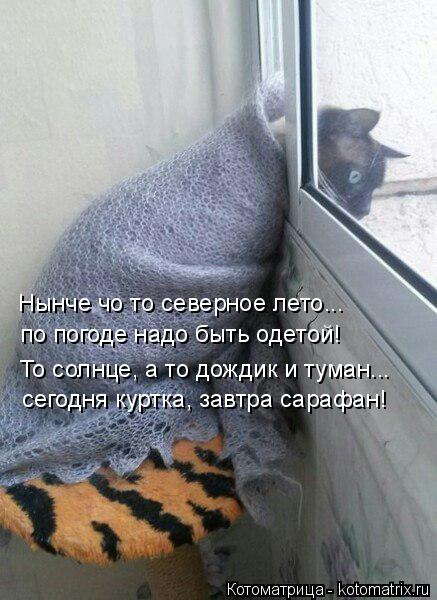 Нынче чо то северное лето... по погоде надо быть одетой! То солнце, а то дождик и туман... сегодня ку... Котоматрица: Нынче чо то северное лето... по погоде надо быть одетой! То солнце, а то дождик и туман... сегодня куртка, завтра сарафан!