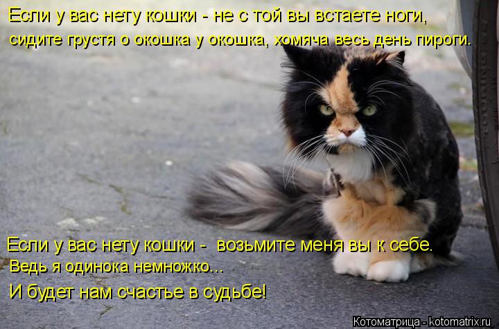 Если у вас нету кошки - не с той вы встаете ноги, сидите грустя о окошка у окошка, хомяча весь день ... Котоматрица: Если у вас нету кошки - не с той вы встаете ноги, сидите грустя о окошка у окошка, хомяча весь день пироги. Ведь я одинока немножко... Если у ва