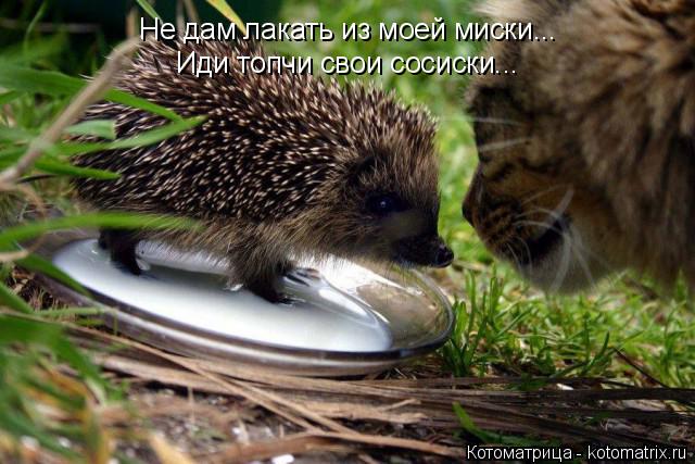 Не дам лакать из моей миски... Иди топчи свои сосиски...... Котоматрица: Не дам лакать из моей миски... Иди топчи свои сосиски...