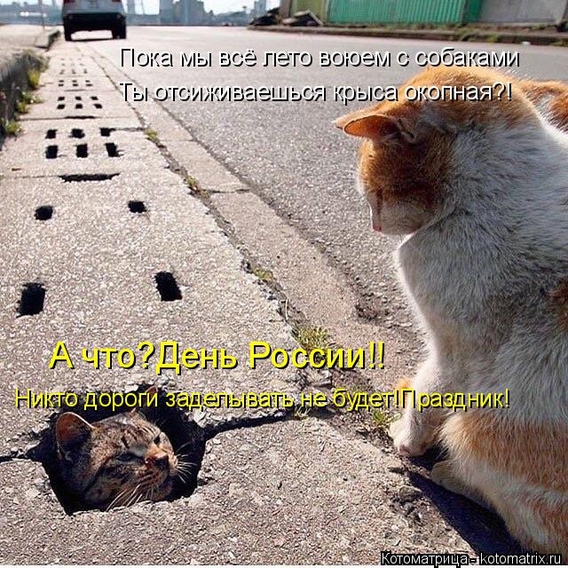 Пока мы всё лето воюем с собаками Ты отсиживаешься крыса окопная?! А что?День России!! Никто дороги з... Котоматрица: Пока мы всё лето воюем с собаками Ты отсиживаешься крыса окопная?! А что?День России!! Никто дороги заделывать не будет!Праздник!
