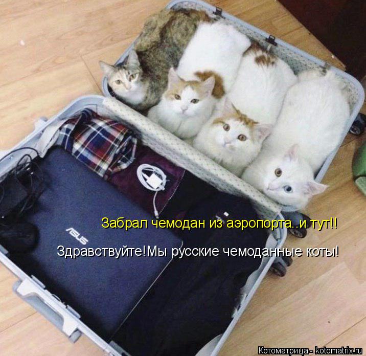 Забрал чемодан из аэропорта..и тут!! Здравствуйте!Мы русские чемоданные коты!... Котоматрица: Забрал чемодан из аэропорта..и тут!! Здравствуйте!Мы русские чемоданные коты!