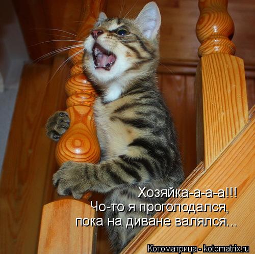 Хозяйка-а-а-а!!! Чо-то я проголодался, пока на диване валялся...... Котоматрица: Хозяйка-а-а-а!!! Чо-то я проголодался, пока на диване валялся...