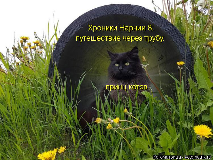 Хроники Нарнии 8. путешествие через трубу. принц котов... Котоматрица: Хроники Нарнии 8. путешествие через трубу. принц котов