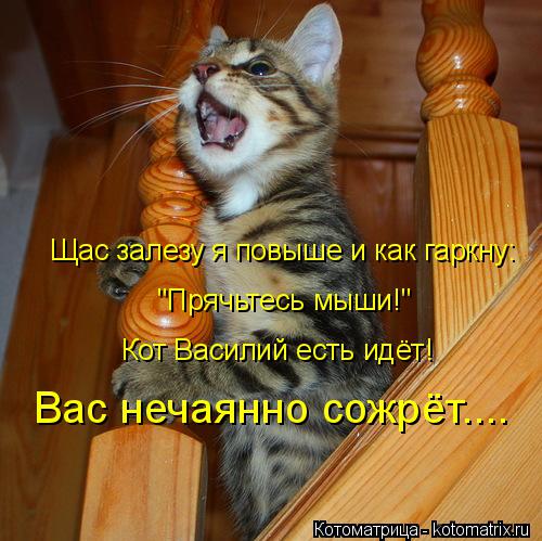 Щас залезу я повыше и как гаркну: "Прячьтесь мыши!" Кот Василий есть идёт! Вас нечаянно сожрёт....... Котоматрица: Щас залезу я повыше и как гаркну: "Прячьтесь мыши!" Кот Василий есть идёт! Вас нечаянно сожрёт....