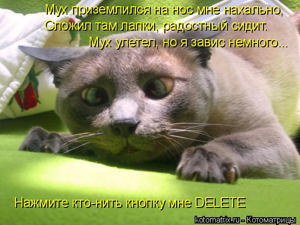 Мух улетел, но я завис немного... Мух приземлился на нос мне нахально, Сложил там лапки, радостный ... Котоматрица: Мух улетел, но я завис немного... Мух приземлился на нос мне нахально, Сложил там лапки, радостный сидит. Нажмите кто-нить кнопку мне DELETE
