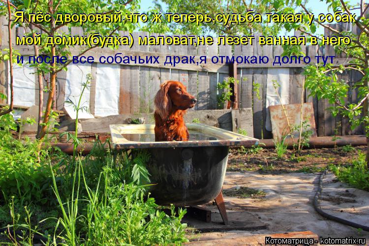 Я пёс дворовый,что ж теперь,судьба такая у собак мой домик(будка) маловат,не лезет ванная в него и по... Котоматрица: Я пёс дворовый,что ж теперь,судьба такая у собак мой домик(будка) маловат,не лезет ванная в него и после все собачьих драк,я отмокаю долго ту