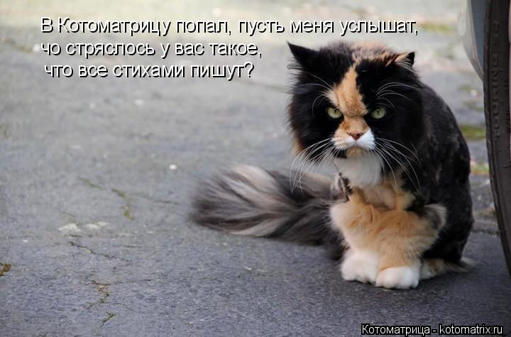 В Котоматрицу попал, пусть меня услышат, чо стряслось у вас такое, что все стихами пишут?... Котоматрица: В Котоматрицу попал, пусть меня услышат, чо стряслось у вас такое, что все стихами пишут?