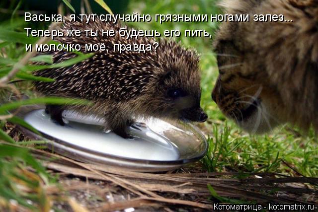 Васька, я тут случайно грязными ногами залез... Теперь же ты не будешь его пить, и молочко моё, прав... Котоматрица: Васька, я тут случайно грязными ногами залез... Теперь же ты не будешь его пить, и молочко моё, правда?