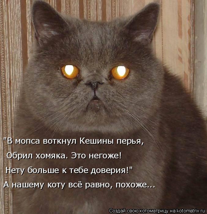 "В мопса воткнул Кешины перья, Обрил хомяка. Это негоже! Нету больше к тебе доверия!" А нашему коту в... Котоматрица: "В мопса воткнул Кешины перья, Обрил хомяка. Это негоже! Нету больше к тебе доверия!" А нашему коту всё равно, похоже...