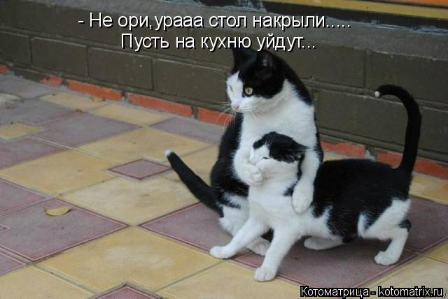 - Не ори,урааа стол накрыли..... Пусть на кухню уйдут...... Котоматрица: - Не ори,урааа стол накрыли..... Пусть на кухню уйдут...
