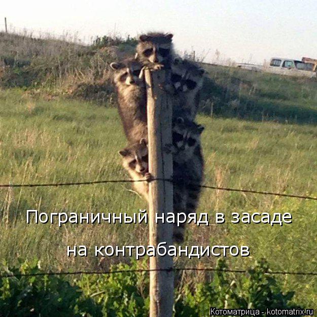 Пограничный наряд в засаде на контрабандистов... Котоматрица: Пограничный наряд в засаде на контрабандистов