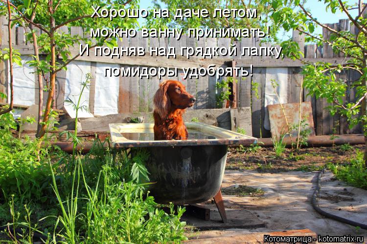 И подняв над грядкой лапку, Хорошо на даче летом, можно ванну принимать! помидоры удобрять!... Котоматрица: И подняв над грядкой лапку, Хорошо на даче летом, можно ванну принимать! помидоры удобрять!
