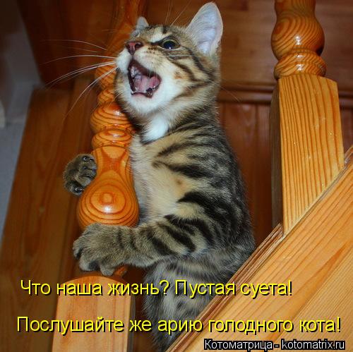 Что наша жизнь? Пустая суета! Послушайте же арию голодного кота!... Котоматрица: Что наша жизнь? Пустая суета! Послушайте же арию голодного кота!